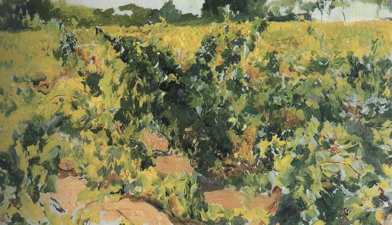 Vineyard, Joaquin Sorolla